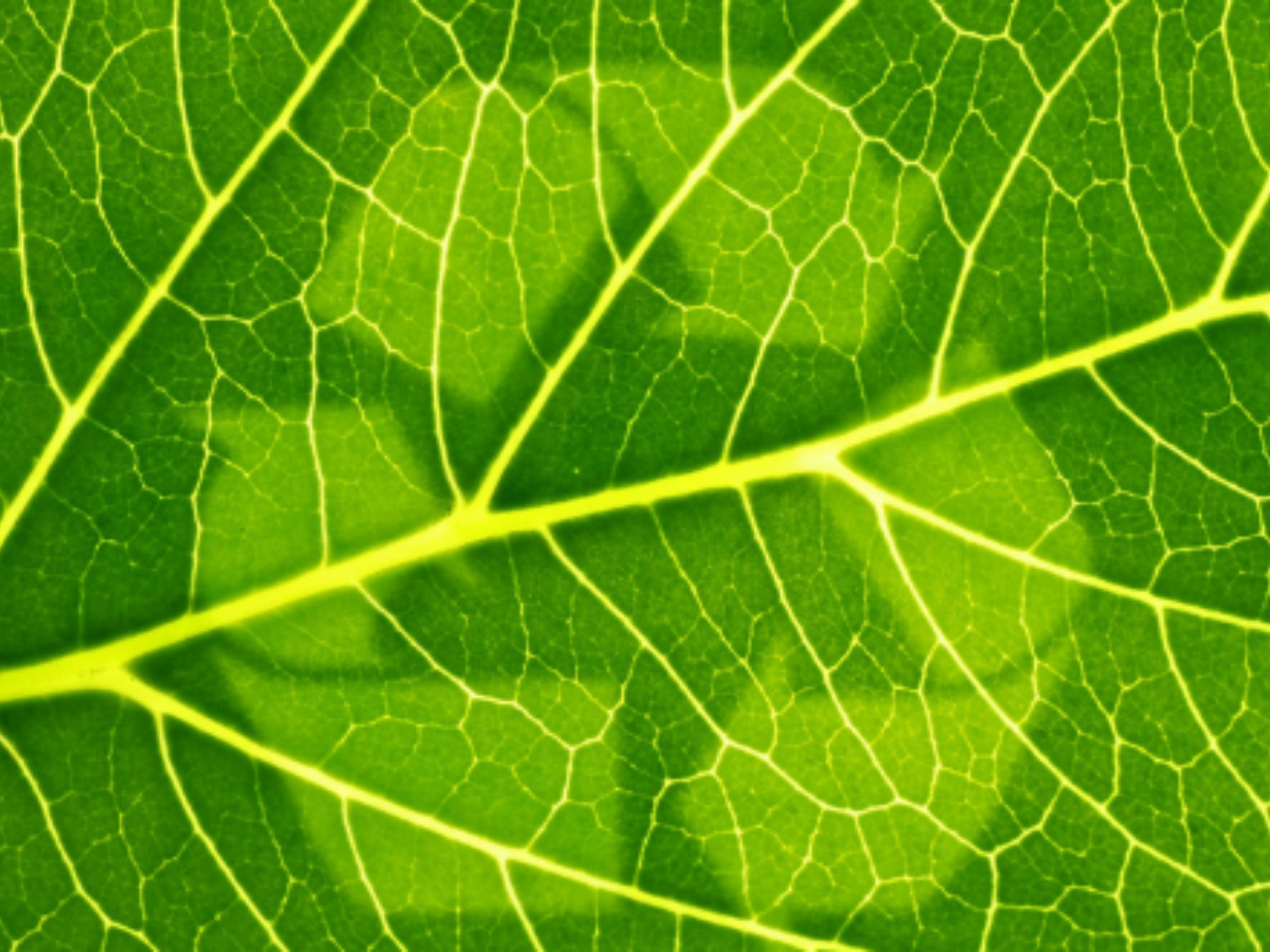 Leaf close-up with recycling symbol