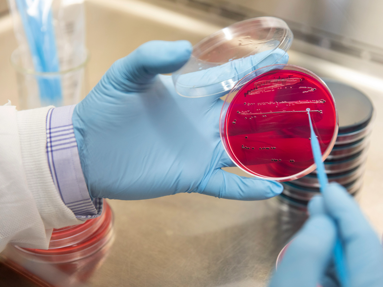 Tissue Culture Plates